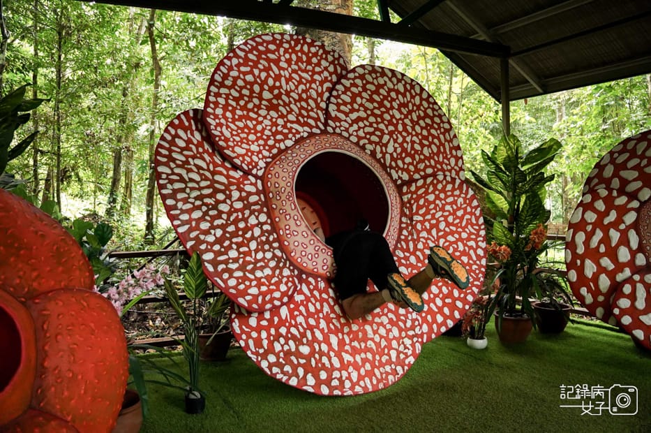 48馬來西亞波令溫泉Poring Hot Spring阿諾爾特大花草Rafflesia arnoldiiR. Br.jpg 48馬來西亞波令溫泉Poring Hot Spring阿諾爾特大花草Rafflesia arnoldiiR. Br.jpg