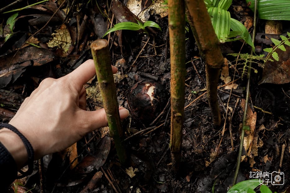 12馬來西亞波令溫泉Poring Hot Spring阿諾爾特大花草Rafflesia arnoldiiR. Br.jpg 12馬來西亞波令溫泉Poring Hot Spring阿諾爾特大花草Rafflesia arnoldiiR. Br.jpg