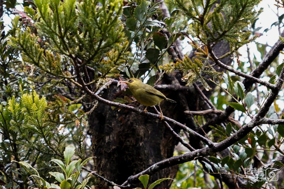31馬來西亞沙巴神山京那巴魯山Mount Kinabalu兩天一夜高級山屋.jpg