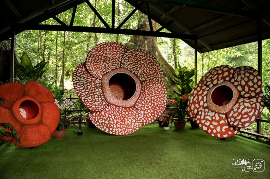 47馬來西亞波令溫泉Poring Hot Spring阿諾爾特大花草Rafflesia arnoldiiR. Br.jpg 47馬來西亞波令溫泉Poring Hot Spring阿諾爾特大花草Rafflesia arnoldiiR. Br.jpg