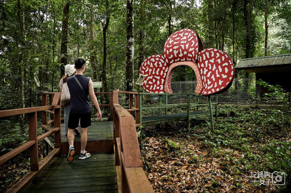 45馬來西亞波令溫泉Poring Hot Spring阿諾爾特大花草Rafflesia arnoldiiR. Br.jpg 45馬來西亞波令溫泉Poring Hot Spring阿諾爾特大花草Rafflesia arnoldiiR. Br.jpg