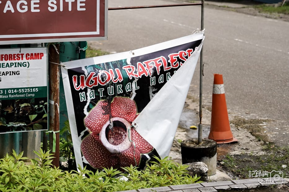 3馬來西亞波令溫泉Poring Hot Spring阿諾爾特大花草Rafflesia arnoldiiR. Br.jpg 3馬來西亞波令溫泉Poring Hot Spring阿諾爾特大花草Rafflesia arnoldiiR. Br.jpg