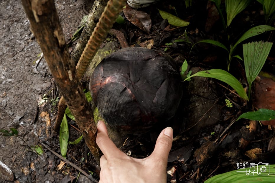 11馬來西亞波令溫泉Poring Hot Spring阿諾爾特大花草Rafflesia arnoldiiR. Br.jpg 11馬來西亞波令溫泉Poring Hot Spring阿諾爾特大花草Rafflesia arnoldiiR. Br.jpg