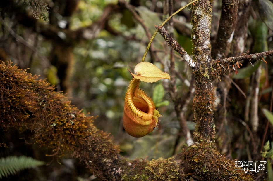 21馬來西亞沙巴神山豬籠草Nepenthes京那巴魯山Mount Kinabalu.jpg