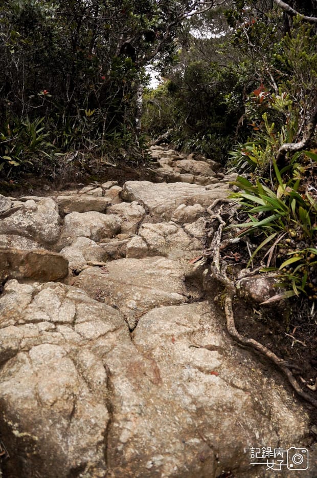 23馬來西亞沙巴神山京那巴魯山Mount Kinabalu兩天一夜高級山屋.jpg