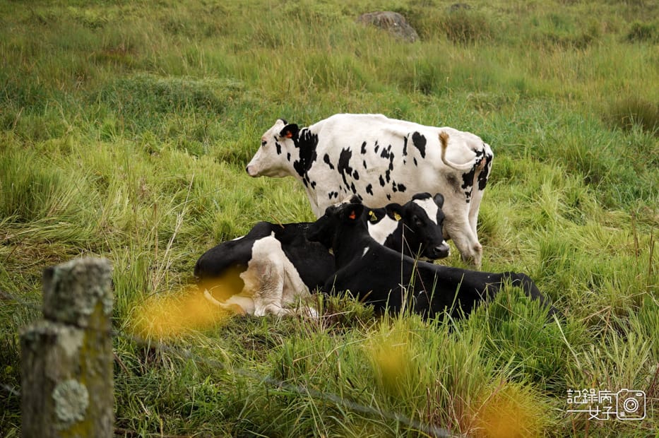 24馬來西亞沙巴Ladang Tenusu Desa Cattle昆達山Desa農場Yogurt ice cream.jpg 24馬來西亞沙巴Ladang Tenusu Desa Cattle昆達山Desa農場Yogurt ice cream.jpg