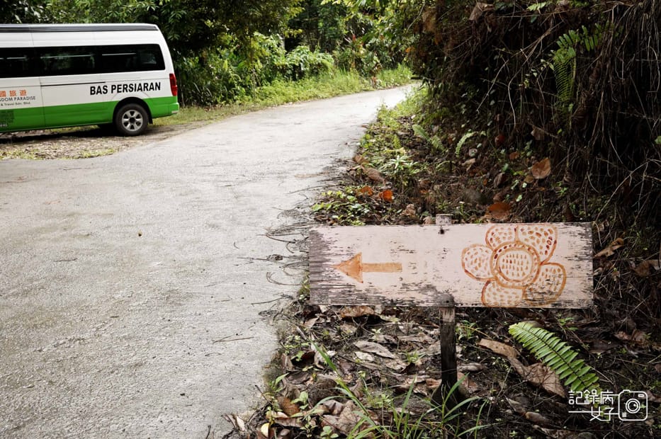 4馬來西亞波令溫泉Poring Hot Spring阿諾爾特大花草Rafflesia arnoldiiR. Br.jpg 4馬來西亞波令溫泉Poring Hot Spring阿諾爾特大花草Rafflesia arnoldiiR. Br.jpg