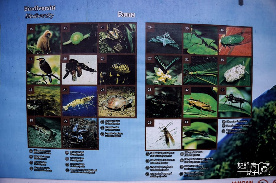 10馬來西亞沙巴神山京那巴魯山Mount Kinabalu兩天一夜高級山屋.jpg