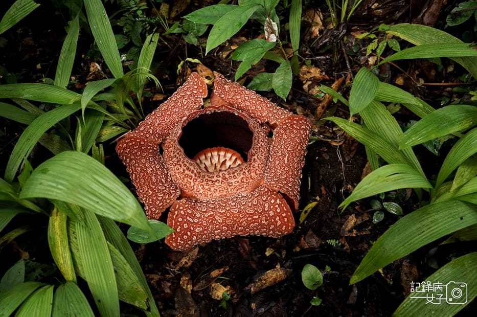 7馬來西亞波令溫泉Poring Hot Spring阿諾爾特大花草Rafflesia arnoldiiR. Br.jpg 7馬來西亞波令溫泉Poring Hot Spring阿諾爾特大花草Rafflesia arnoldiiR. Br.jpg