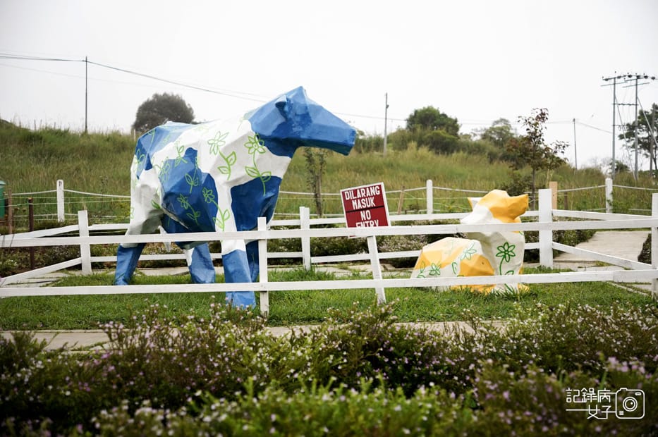 14馬來西亞沙巴Ladang Tenusu Desa Cattle昆達山Desa農場Yogurt ice cream.jpg 14馬來西亞沙巴Ladang Tenusu Desa Cattle昆達山Desa農場Yogurt ice cream.jpg