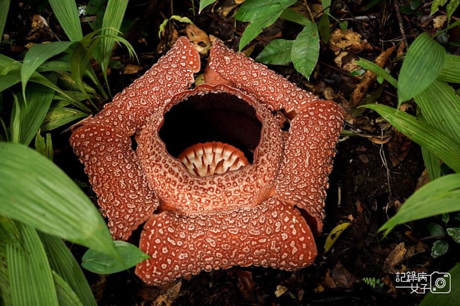 8馬來西亞波令溫泉Poring Hot Spring阿諾爾特大花草Rafflesia arnoldiiR. Br.jpg 8馬來西亞波令溫泉Poring Hot Spring阿諾爾特大花草Rafflesia arnoldiiR. Br.jpg