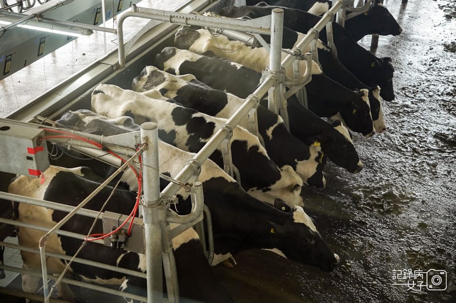 10馬來西亞沙巴Ladang Tenusu Desa Cattle昆達山Desa農場Yogurt ice cream.jpg 10馬來西亞沙巴Ladang Tenusu Desa Cattle昆達山Desa農場Yogurt ice cream.jpg