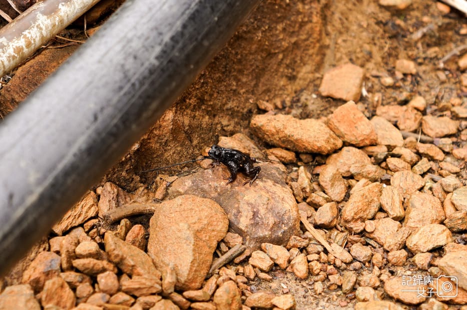 30馬來西亞沙巴神山京那巴魯山Mount Kinabalu兩天一夜高級山屋.jpg
