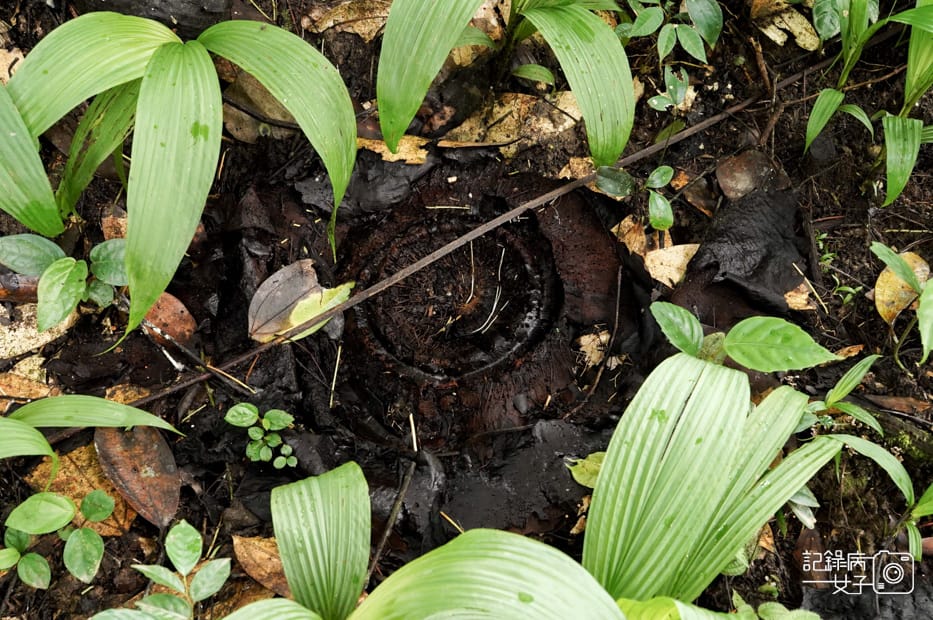 13馬來西亞波令溫泉Poring Hot Spring阿諾爾特大花草Rafflesia arnoldiiR. Br.jpg 13馬來西亞波令溫泉Poring Hot Spring阿諾爾特大花草Rafflesia arnoldiiR. Br.jpg