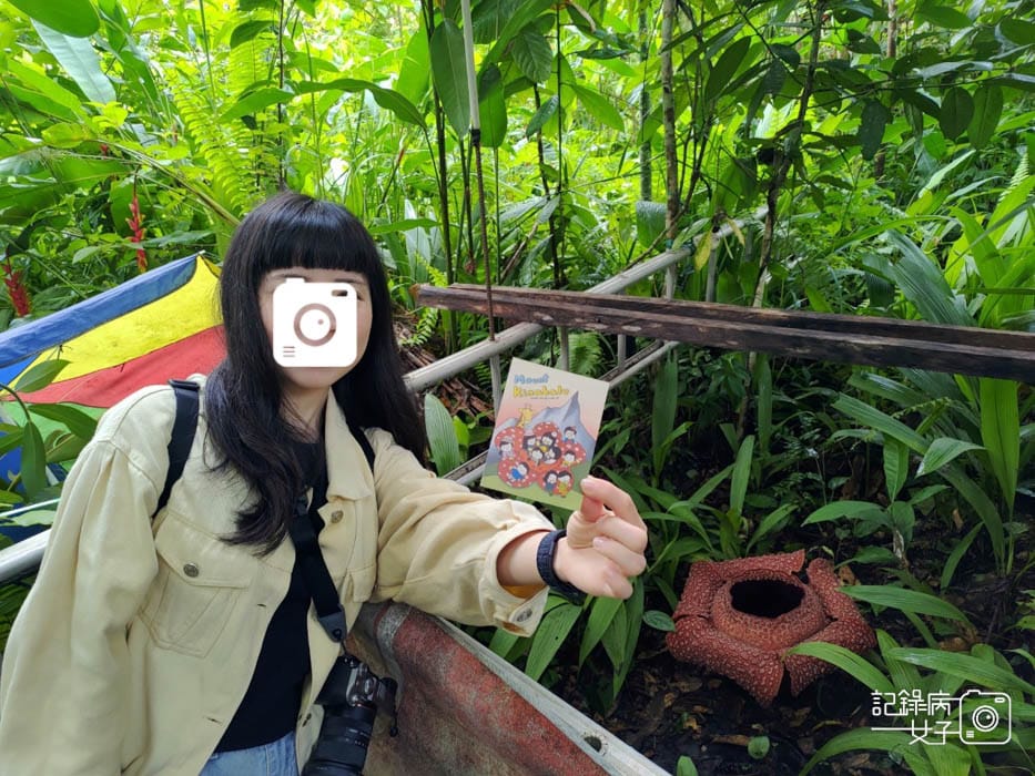 9馬來西亞波令溫泉Poring Hot Spring阿諾爾特大花草Rafflesia arnoldiiR. Br.jpg 9馬來西亞波令溫泉Poring Hot Spring阿諾爾特大花草Rafflesia arnoldiiR. Br.jpg