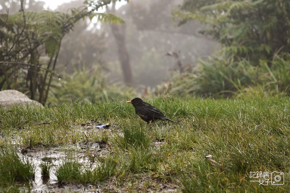 22馬來西亞沙巴神山Panalaban Hostel京那巴魯山Mount Kinabalu山屋訂房.jpg