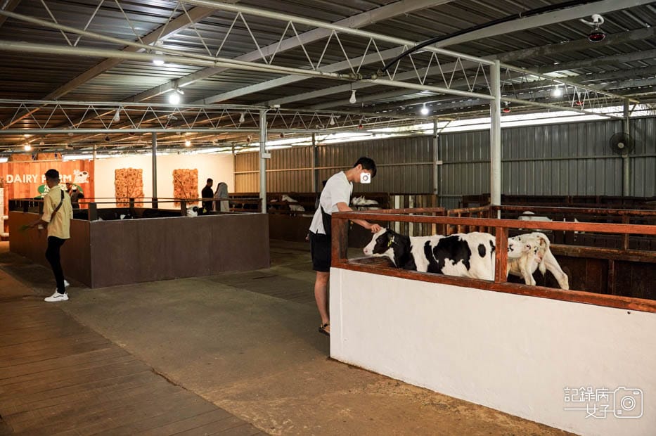 20馬來西亞沙巴Ladang Tenusu Desa Cattle昆達山Desa農場Yogurt ice cream.jpg 20馬來西亞沙巴Ladang Tenusu Desa Cattle昆達山Desa農場Yogurt ice cream.jpg