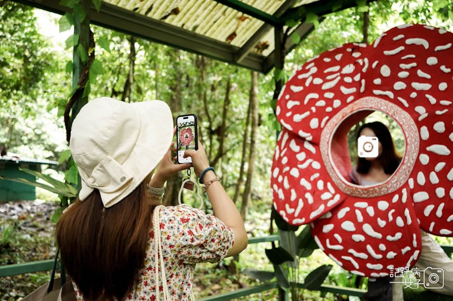 50馬來西亞波令溫泉Poring Hot Spring阿諾爾特大花草Rafflesia arnoldiiR. Br.jpg 50馬來西亞波令溫泉Poring Hot Spring阿諾爾特大花草Rafflesia arnoldiiR. Br.jpg