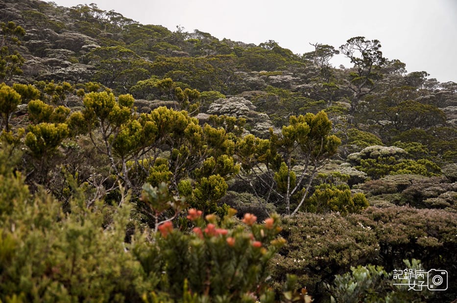 29馬來西亞沙巴神山京那巴魯山Mount Kinabalu兩天一夜高級山屋.jpg