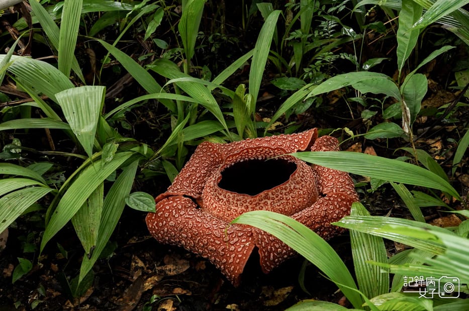 6馬來西亞波令溫泉Poring Hot Spring阿諾爾特大花草Rafflesia arnoldiiR. Br.jpg 6馬來西亞波令溫泉Poring Hot Spring阿諾爾特大花草Rafflesia arnoldiiR. Br.jpg