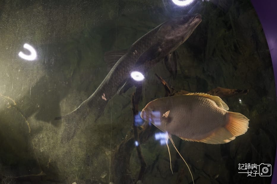 28新加坡轉機必踩景點Gardens by the Bay濱海灣花園絕美空中花園燈光秀.jpg