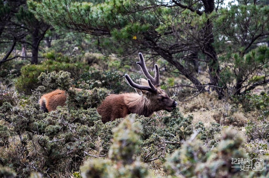34戒茂斯上嘉明湖三天兩夜天使的眼淚妹池水鹿.jpg