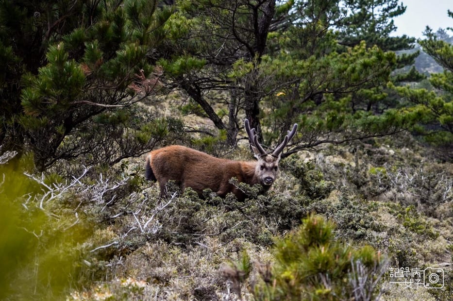 33戒茂斯上嘉明湖三天兩夜天使的眼淚妹池水鹿.jpg