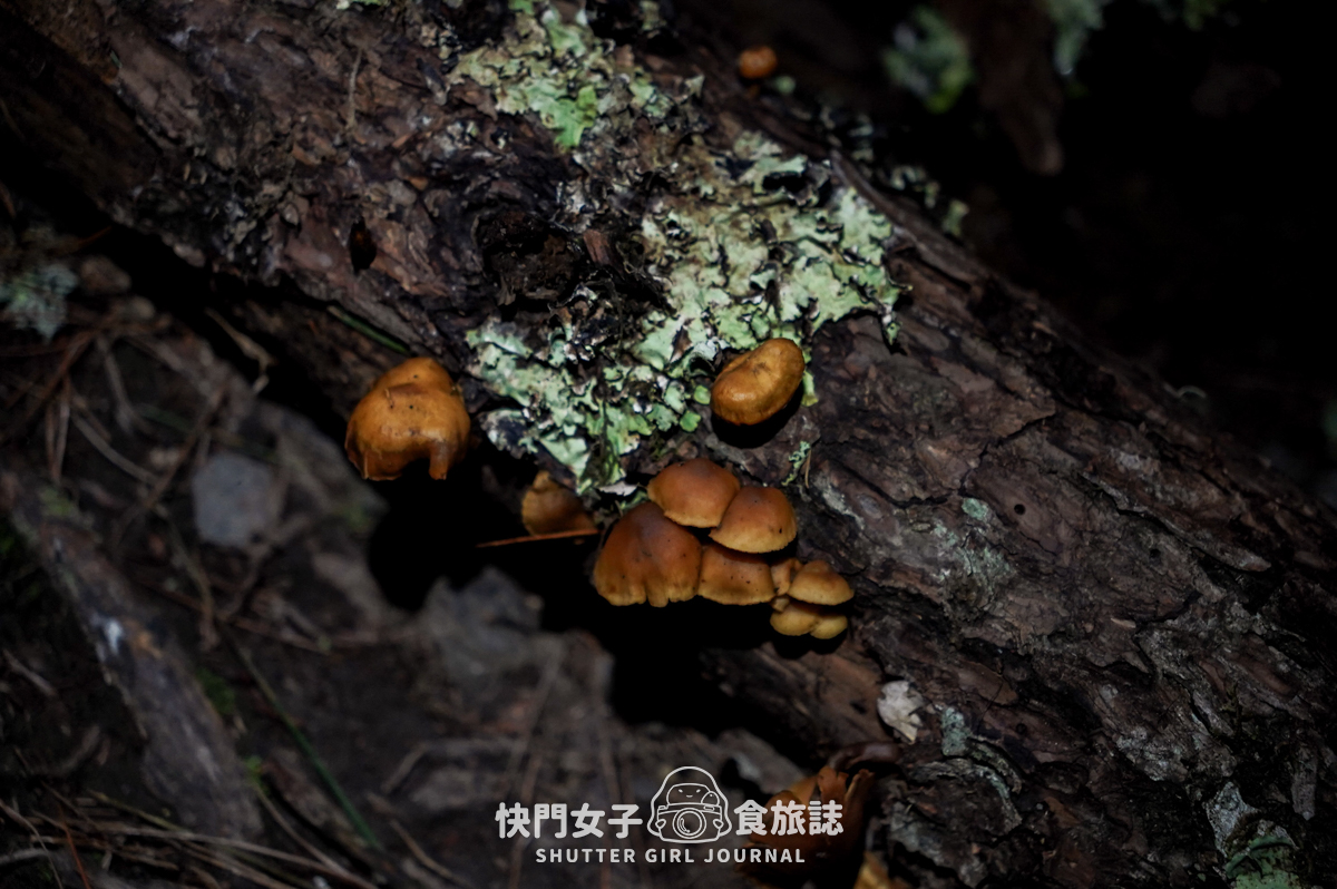 【二日四秀】武陵四秀 x 石瀑池有山 x 挑戰V斷品田山 x 日出桃山 x 鳥山喀拉業山 x 新達山屋