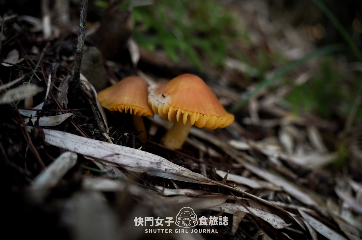 【二日四秀】武陵四秀 x 石瀑池有山 x 挑戰V斷品田山 x 日出桃山 x 鳥山喀拉業山 x 新達山屋