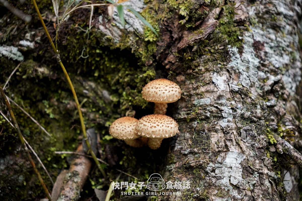 【二日四秀】武陵四秀 x 石瀑池有山 x 挑戰V斷品田山 x 日出桃山 x 鳥山喀拉業山 x 新達山屋