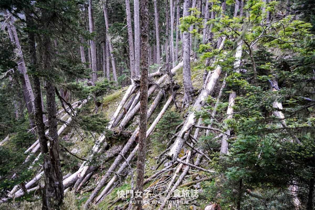 【雪山北峰】雪北單攻 x 穿越黑森林碎石坡 x 欣賞高山杜鵑圈谷 x 可愛夢幻雪北山屋 - 第20張圖 【雪山北峰】雪北單攻 x 穿越黑森林碎石坡 x 欣賞高山杜鵑圈谷 x 可愛夢幻雪北山屋