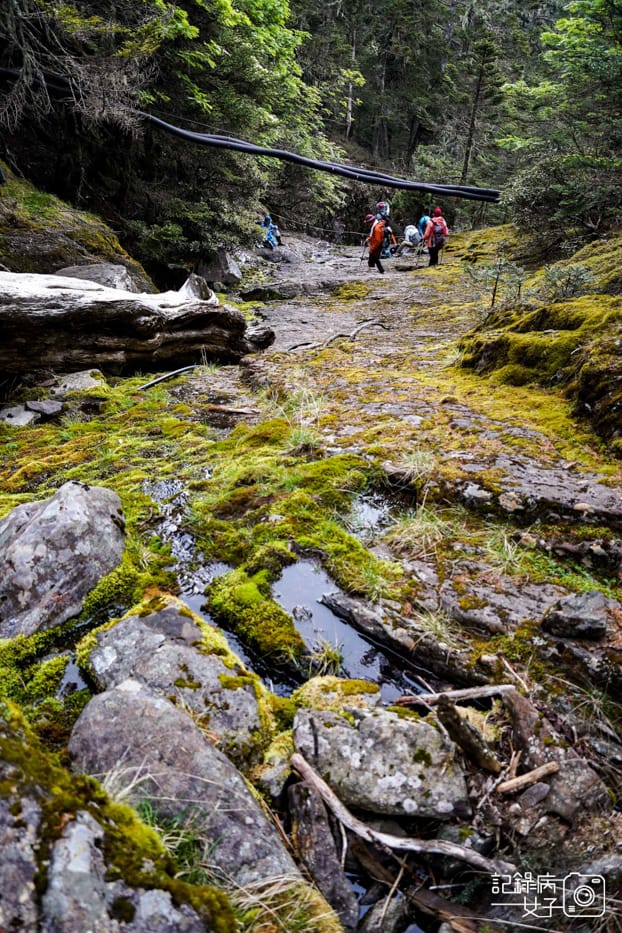 21台灣百岳雪山北峰雪北單攻黑森林水源路.jpg