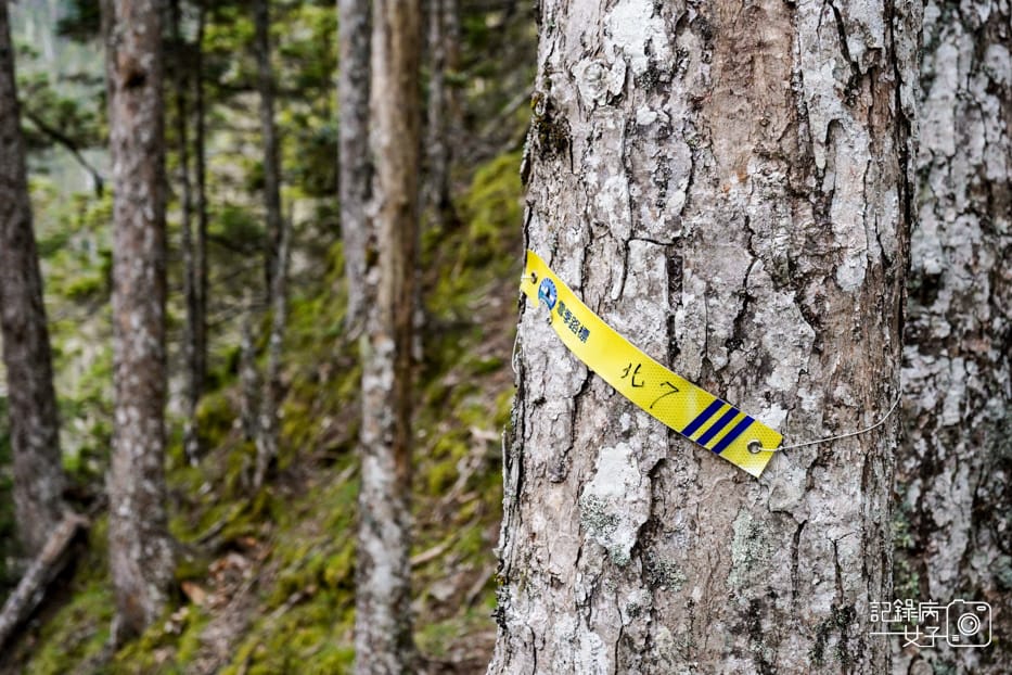 23台灣百岳雪山北峰雪北單攻黑森林水源路.jpg