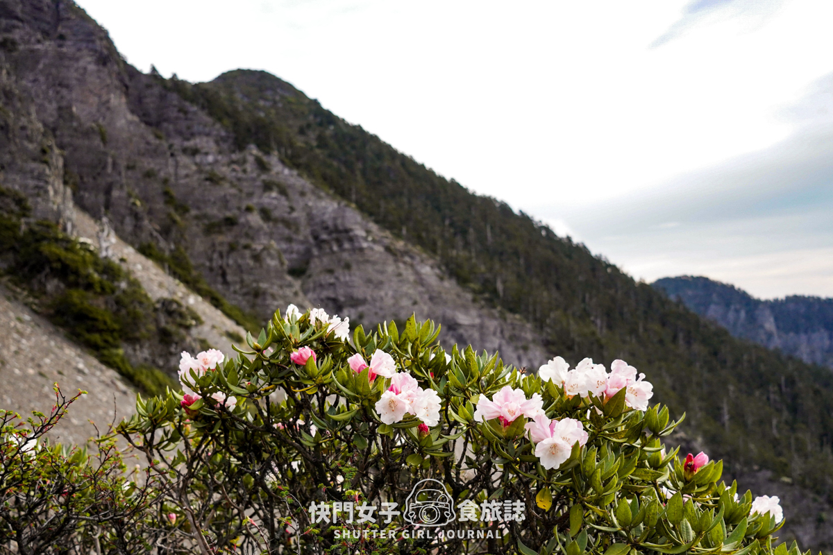 【雪山北峰】雪北單攻 x 穿越黑森林碎石坡 x 欣賞高山杜鵑圈谷 x 可愛夢幻雪北山屋 - 第32張圖 【雪山北峰】雪北單攻 x 穿越黑森林碎石坡 x 欣賞高山杜鵑圈谷 x 可愛夢幻雪北山屋
