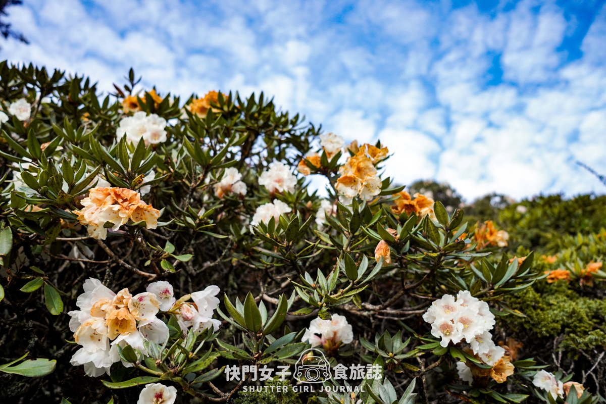 【雪山北峰】雪北單攻 x 穿越黑森林碎石坡 x 欣賞高山杜鵑圈谷 x 可愛夢幻雪北山屋 - 第33張圖 【雪山北峰】雪北單攻 x 穿越黑森林碎石坡 x 欣賞高山杜鵑圈谷 x 可愛夢幻雪北山屋