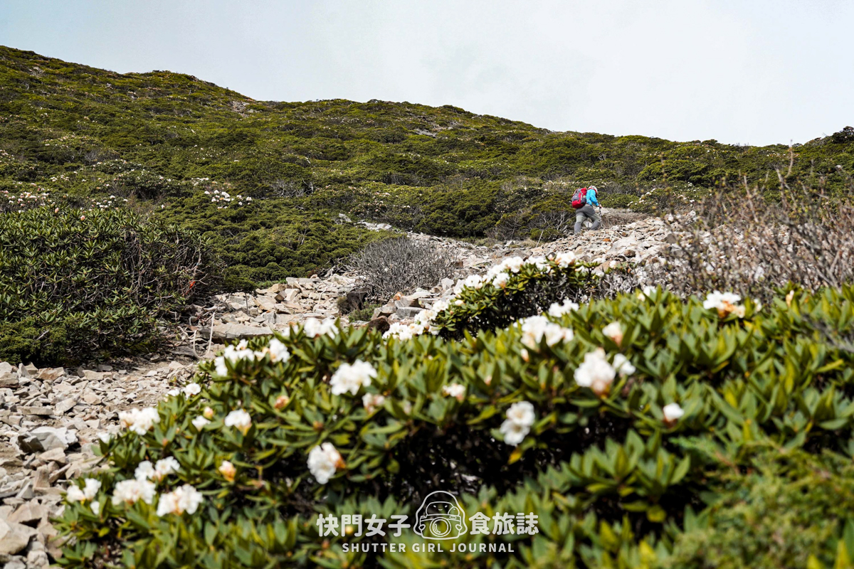 【雪山北峰】雪北單攻 x 穿越黑森林碎石坡 x 欣賞高山杜鵑圈谷 x 可愛夢幻雪北山屋 - 第34張圖 【雪山北峰】雪北單攻 x 穿越黑森林碎石坡 x 欣賞高山杜鵑圈谷 x 可愛夢幻雪北山屋