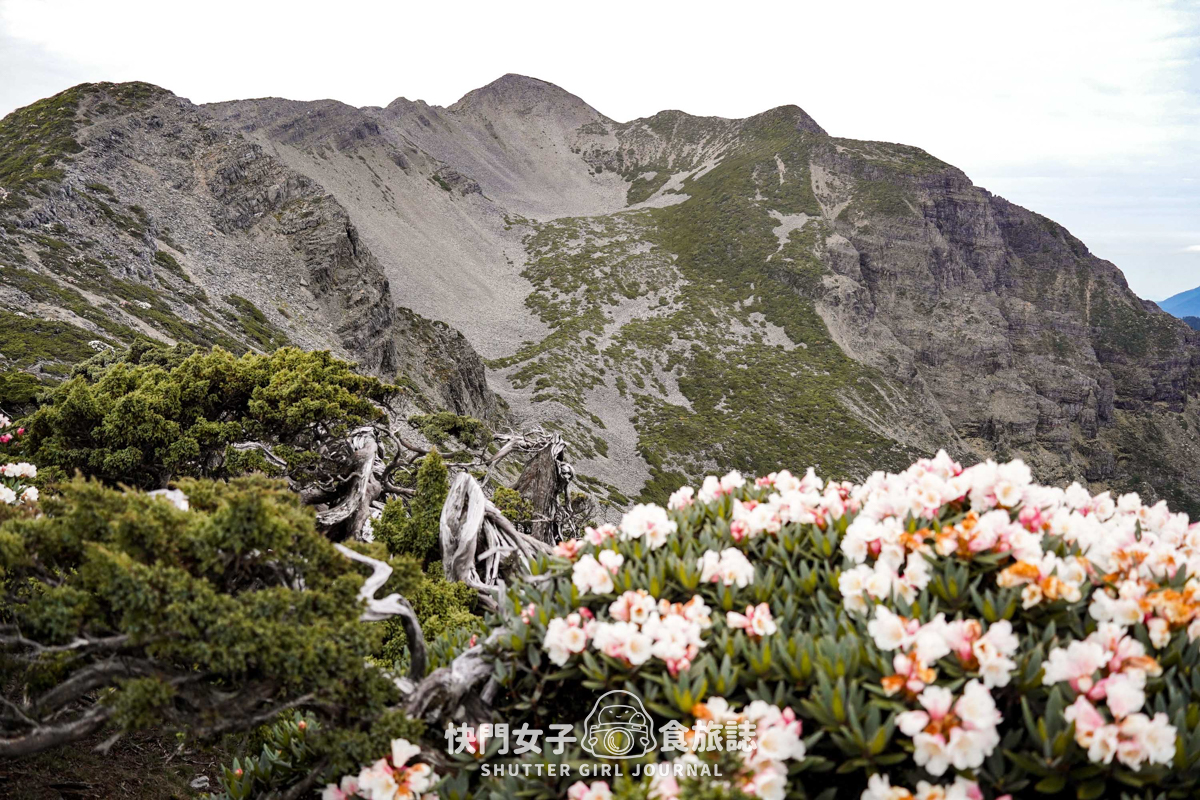 【雪山北峰】雪北單攻 x 穿越黑森林碎石坡 x 欣賞高山杜鵑圈谷 x 可愛夢幻雪北山屋 - 第39張圖 【雪山北峰】雪北單攻 x 穿越黑森林碎石坡 x 欣賞高山杜鵑圈谷 x 可愛夢幻雪北山屋
