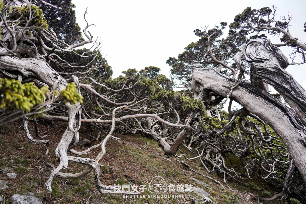 【雪山北峰】雪北單攻 x 穿越黑森林碎石坡 x 欣賞高山杜鵑圈谷 x 可愛夢幻雪北山屋 - 第40張圖 【雪山北峰】雪北單攻 x 穿越黑森林碎石坡 x 欣賞高山杜鵑圈谷 x 可愛夢幻雪北山屋