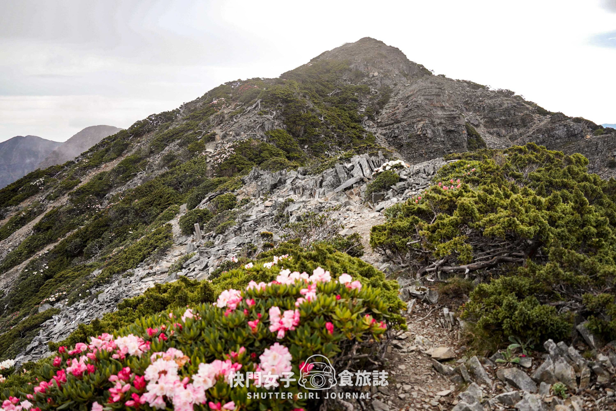 【雪山北峰】雪北單攻 x 穿越黑森林碎石坡 x 欣賞高山杜鵑圈谷 x 可愛夢幻雪北山屋 - 第41張圖 【雪山北峰】雪北單攻 x 穿越黑森林碎石坡 x 欣賞高山杜鵑圈谷 x 可愛夢幻雪北山屋