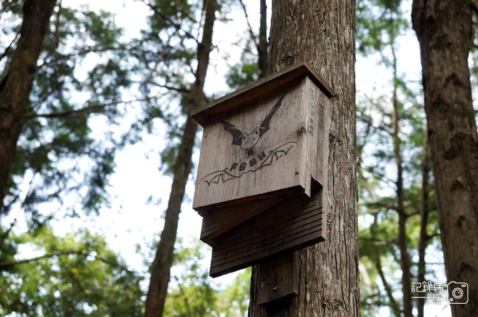 18台中和平區谷關七雄八仙山國家森林遊樂區健行筆記步道山頂鳥.jpg 18台中和平區谷關七雄八仙山國家森林遊樂區健行筆記步道山頂鳥.jpg