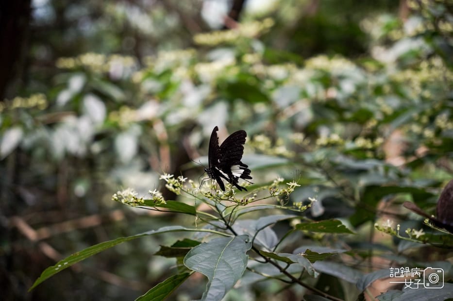 12台中和平區谷關七雄八仙山國家森林遊樂區健行筆記步道山頂鳥.jpg 12台中和平區谷關七雄八仙山國家森林遊樂區健行筆記步道山頂鳥.jpg