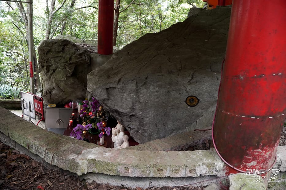 16台中和平區谷關七雄八仙山國家森林遊樂區健行筆記步道山頂鳥.jpg 16台中和平區谷關七雄八仙山國家森林遊樂區健行筆記步道山頂鳥.jpg