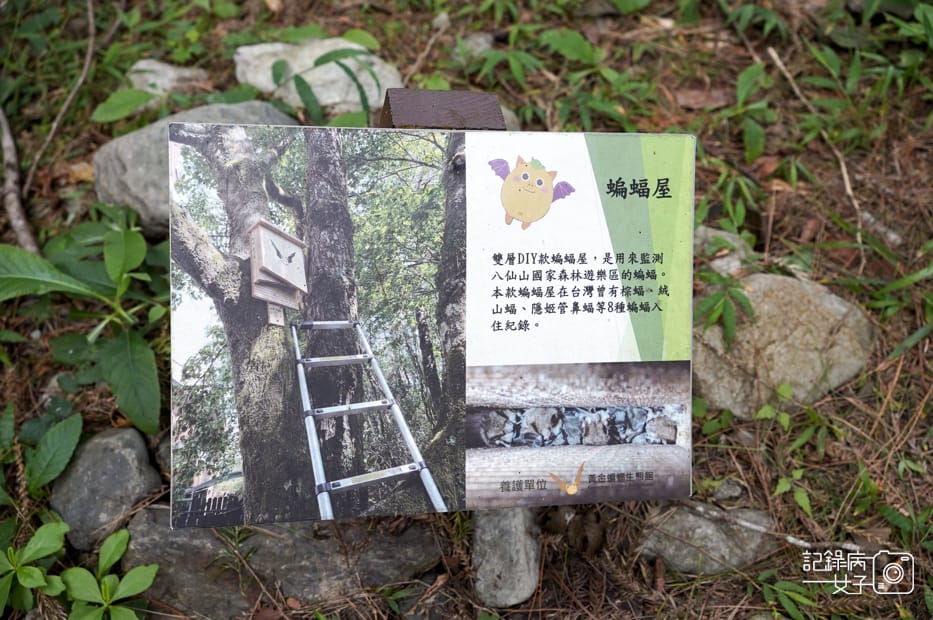 19台中和平區谷關七雄八仙山國家森林遊樂區健行筆記步道山頂鳥.jpg 19台中和平區谷關七雄八仙山國家森林遊樂區健行筆記步道山頂鳥.jpg