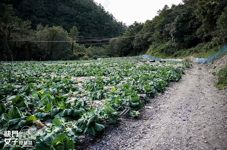 9百岳志佳陽單攻聖品希瑪農莊四季蘭溪吊橋高麗菜園.jpg