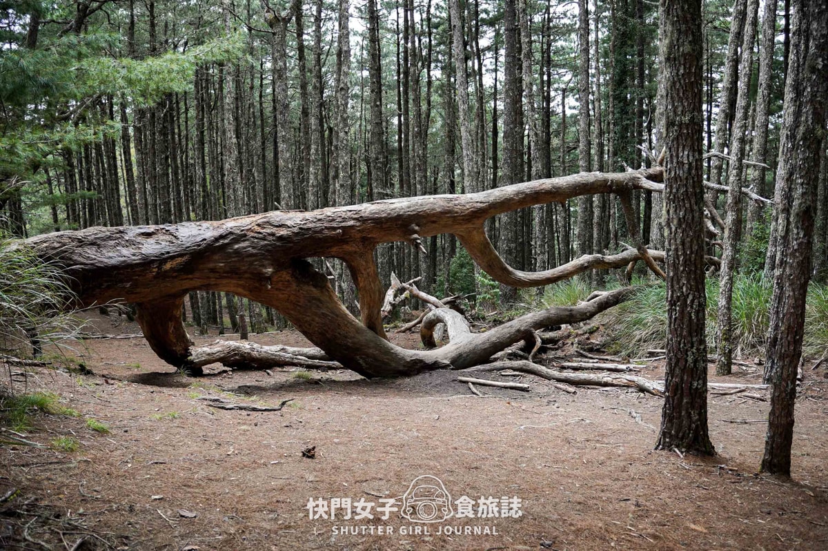 【南湖群峰】南湖帝王之座 DAY1|勝光登山口 x 雲稜山屋 - 第10張圖 【南湖群峰】南湖帝王之座 DAY1|勝光登山口 x 雲稜山屋