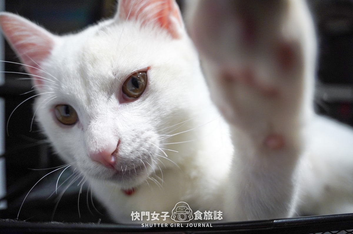 【新北 三重區】三重市場口潤餅捲 x 大同市場核桃素食潤餅捲