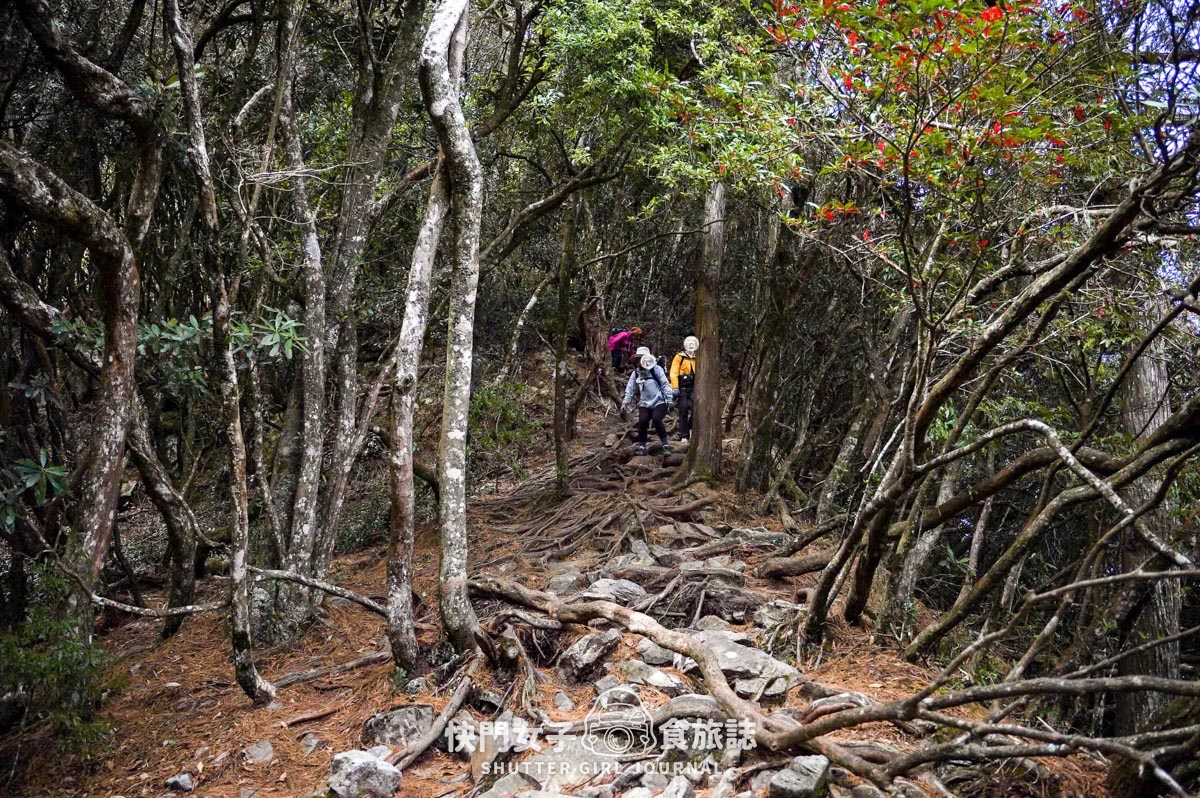 【稍來山】網美鳶嘴山縱走小百岳 x 號稱台灣小阿爾卑斯山 x 懼高挑戰中級山
