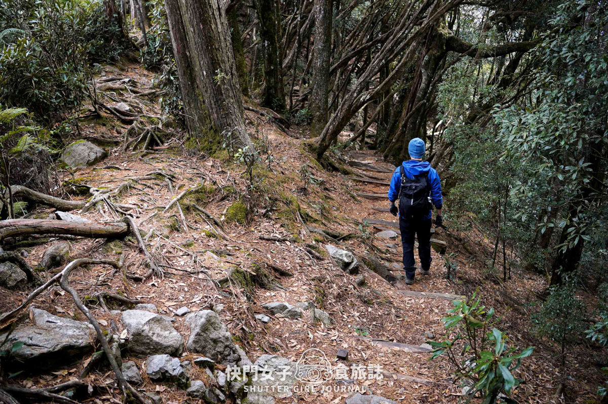 【稍來山】網美鳶嘴山縱走小百岳 x 號稱台灣小阿爾卑斯山 x 懼高挑戰中級山