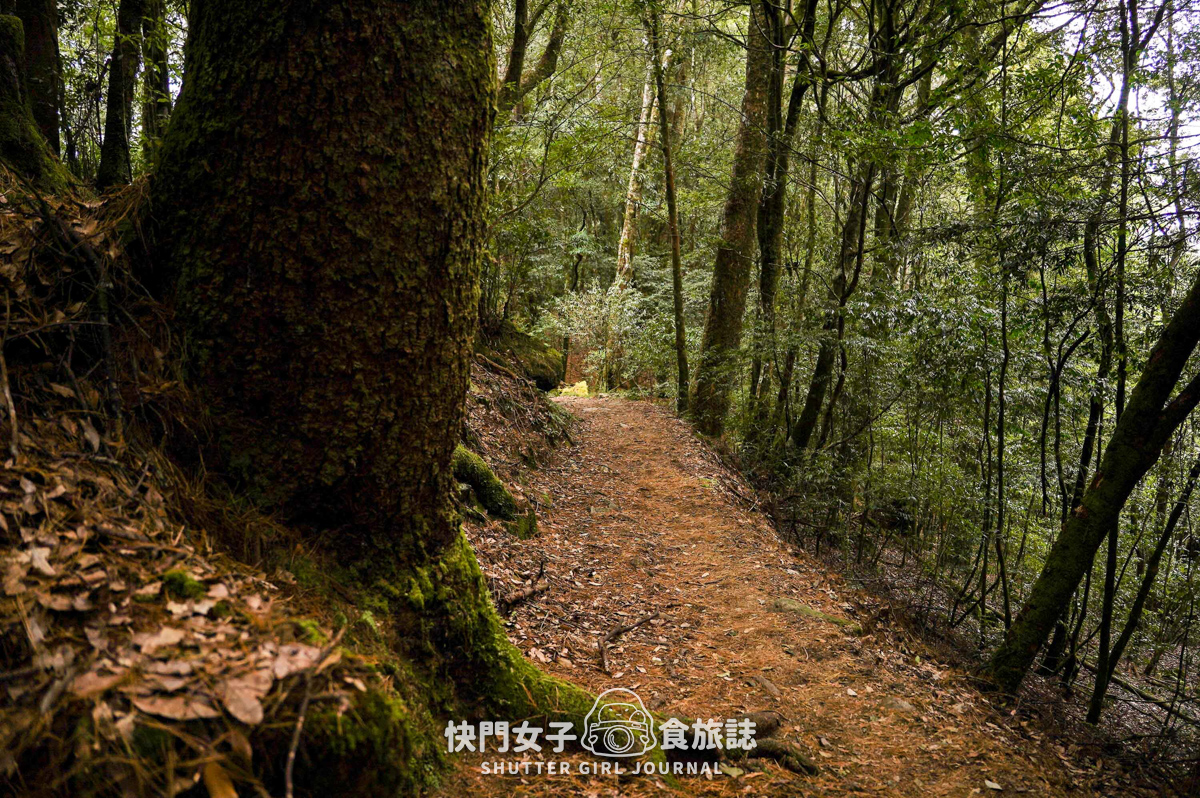 【稍來山】網美鳶嘴山縱走小百岳 x 號稱台灣小阿爾卑斯山 x 懼高挑戰中級山