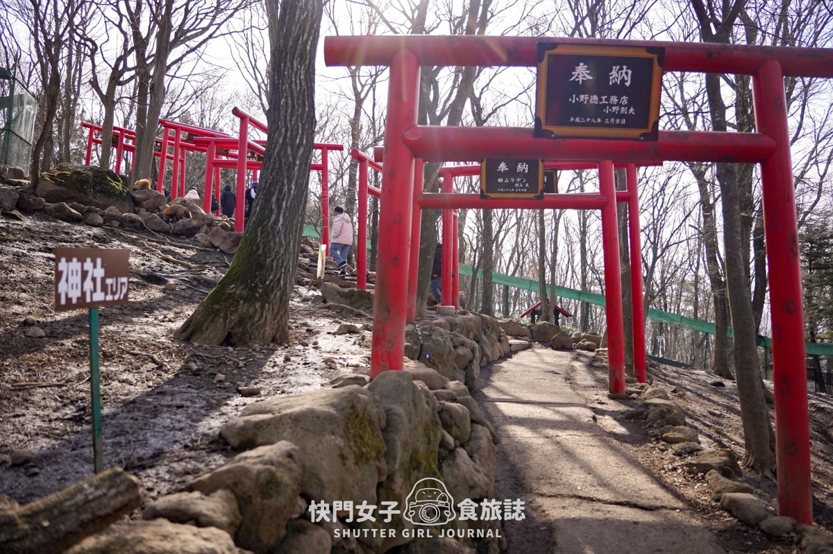【日本 宮城縣】藏王狐狸村 x 近距離觀賞可愛狐狸 x 體驗抱可愛狐狸 - 第12張圖 【日本 宮城縣】藏王狐狸村 x 近距離觀賞可愛狐狸 x 體驗抱可愛狐狸